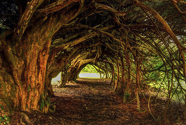 A Supernatural Love Story – The Haunted Cypress Trees of Taipingshan