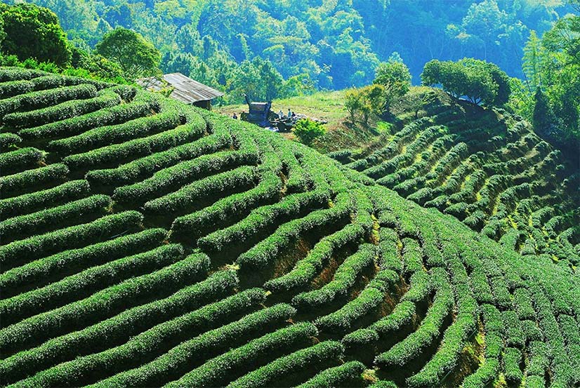 A Taiwan Erotic Encounter at the Hidden Tea Fields of Taipei