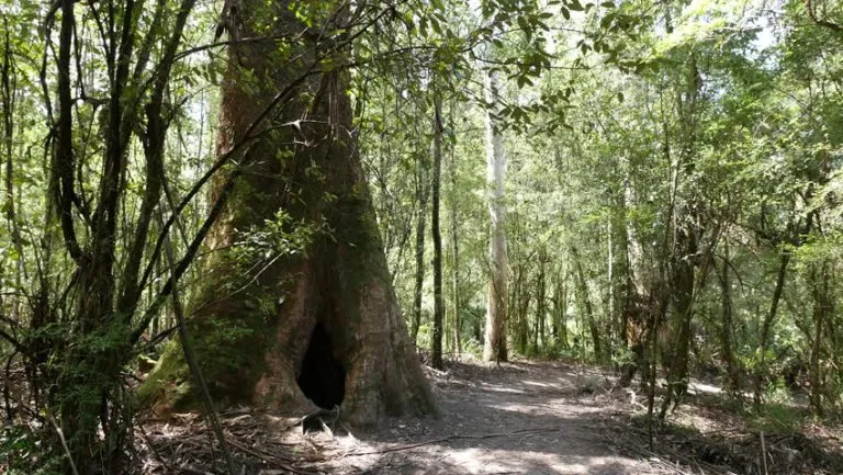 Cypress-Tree | Visiting Taiwan - A Travelers Guide For 2025