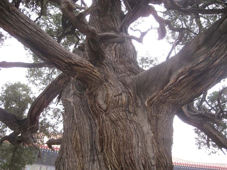 Chu Jian Bai Evil-Cypress-Tree