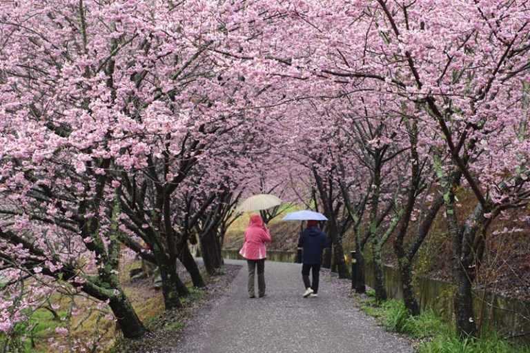 Taiwan Cherry Blossoms Yangmingsham-Cherry-Blossoms